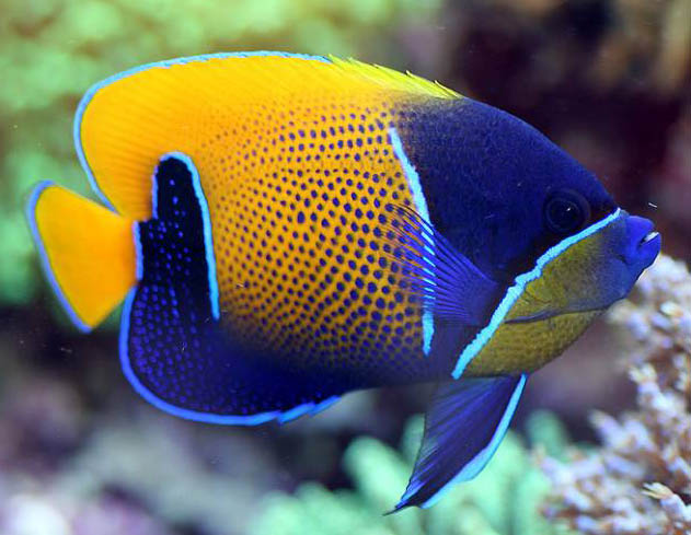 EUXIPHIPOPS NAVARCHUS
